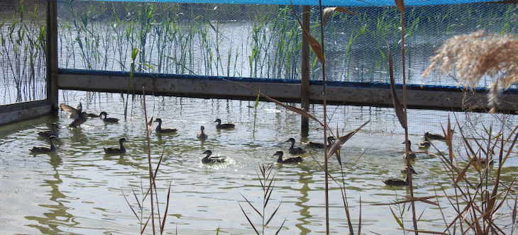 Liberados casí de 800  ejemplares de ‘cerceta pardilla’