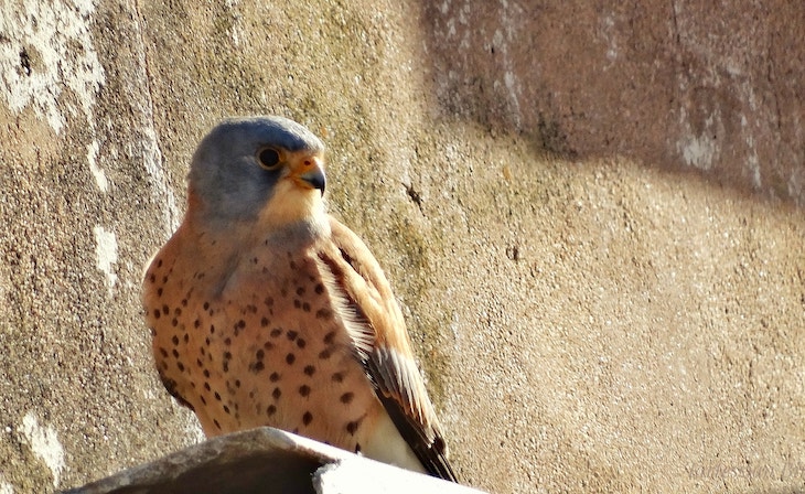 El aguilucho cenizo y el cernícalo primilla protagonistas de un nuevo proyecto de la FIRE en el Campo de Montiel