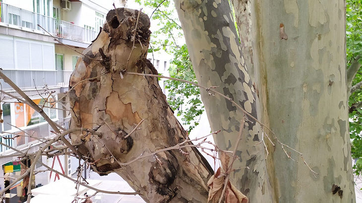 Granada inicia un plan de revisión del arbolado singular en 200 ejemplares