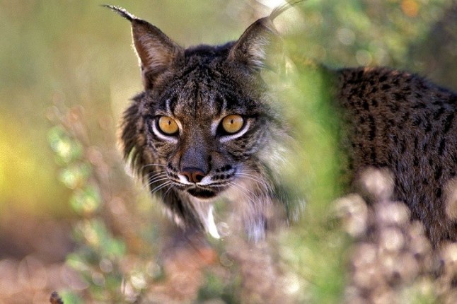 La población de linces se recupera y ya supera los 700 ejemplares