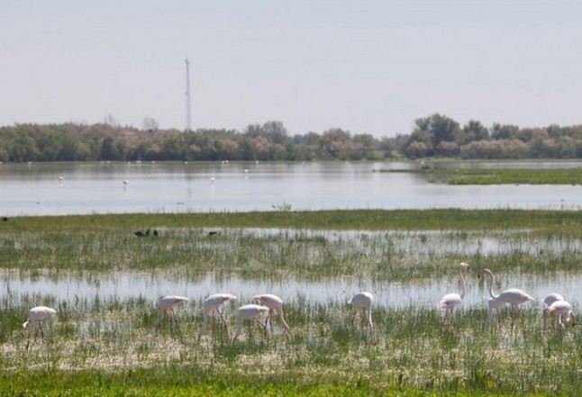 España incumple sistemáticamente las recomendaciones de la UNESCO para preservar Doñana