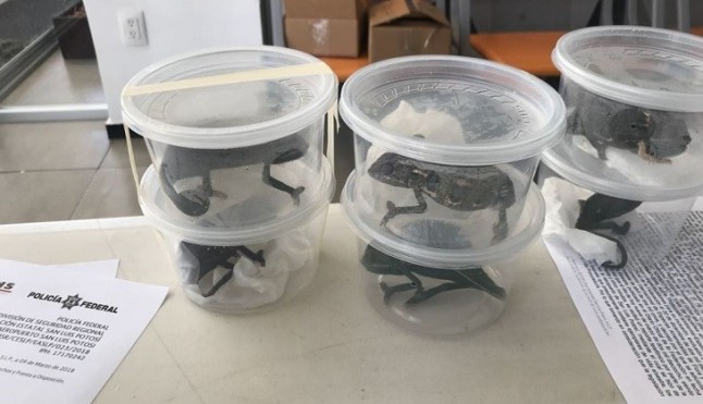 Interpol y Europol intervienen 4.419 reptiles vivos y detienen a 12 personas en Italia y España