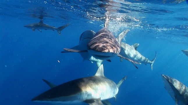 Masacre de tiburones y rayas protegidas en las islas Canarias