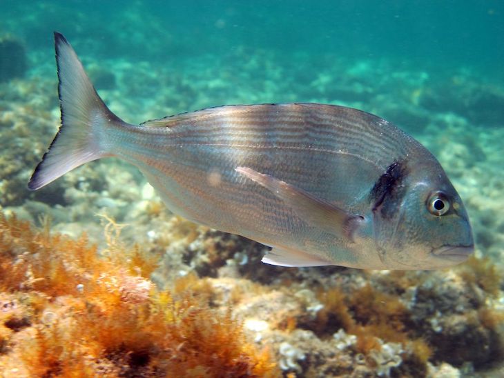 Detectando un parásito que afecta a las doradas