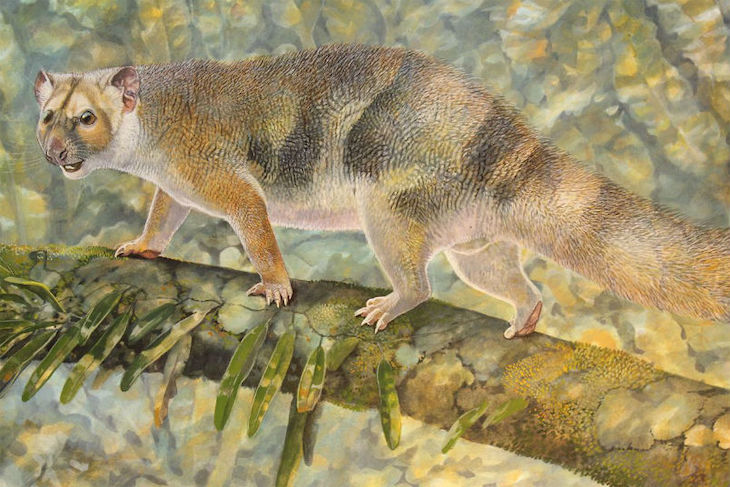 Descubierta una nueva familia extinta de marsupiales gigantes en el desierto australiano