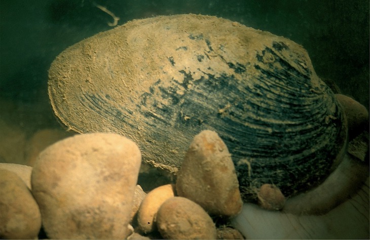 España protegerá su molusco más amenazado