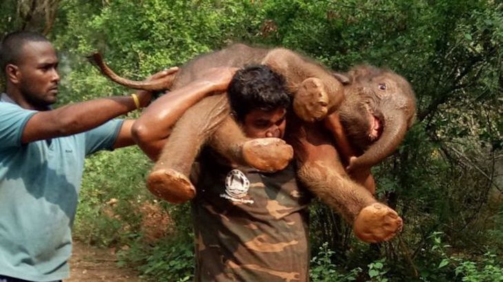 Sorprende rescate de una cría de elefante para llevársela a su madre (video)