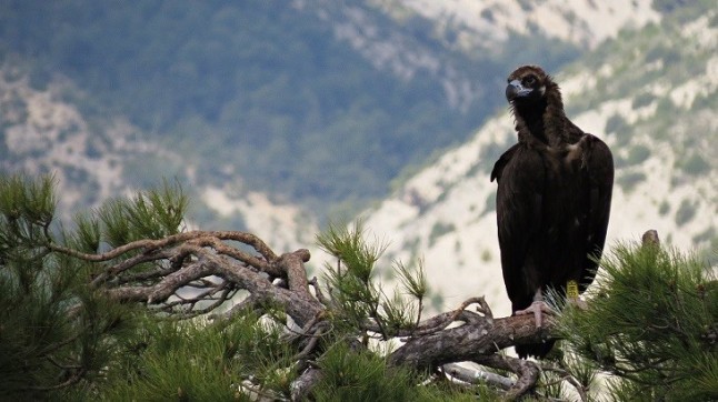 Sueltan en los Montes de Toledo a un ejemplar de buitre negro