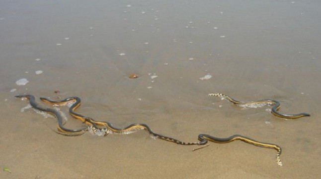Las serpientes de mar pasan sed porque necesitan agua dulce