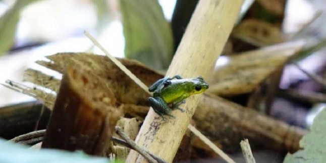 La evolución usa la misma fórmula para hacer animales monógamos