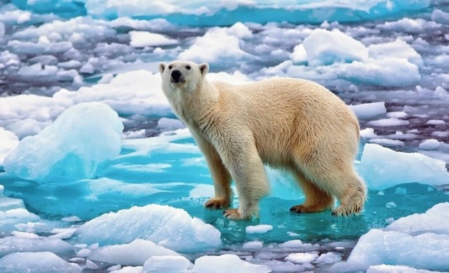 Hoy es el ‘Día del Oso Polar’