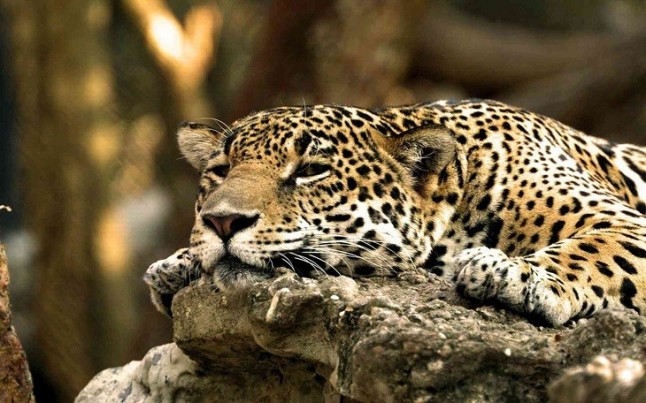 El misterio de los leopardos del Amur que restan en libertad