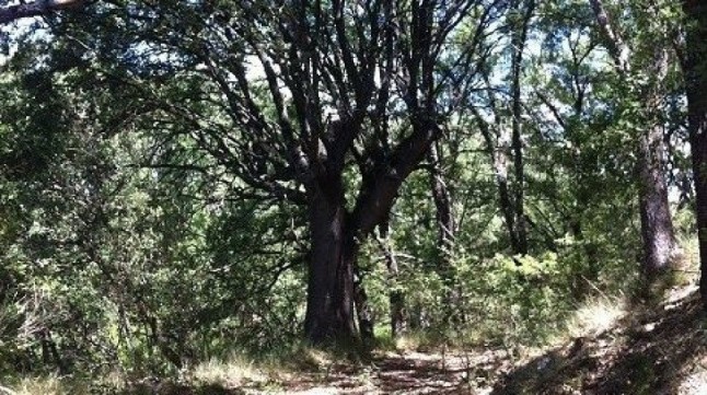 Consejo Asesor de Medio Ambiente de C-LM tendrá una treintena de integrantes