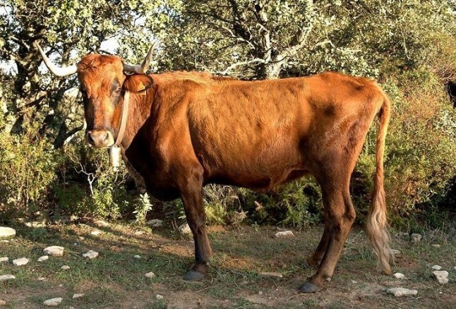 La vaca pajuna en peligro de extinción