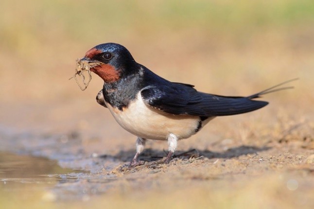 La escasez de alimento por el cambio climático es letal para criar los polluelos
