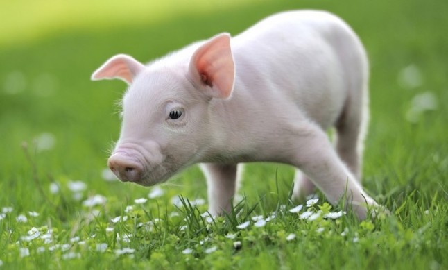 Ver cachorros de animales comestibles nos quita las ganas de comer carne