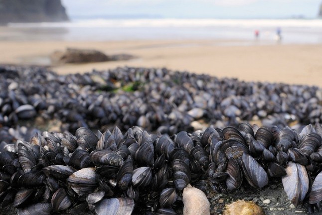 Muchas especies invasoras llegan de la mano de los plásticos