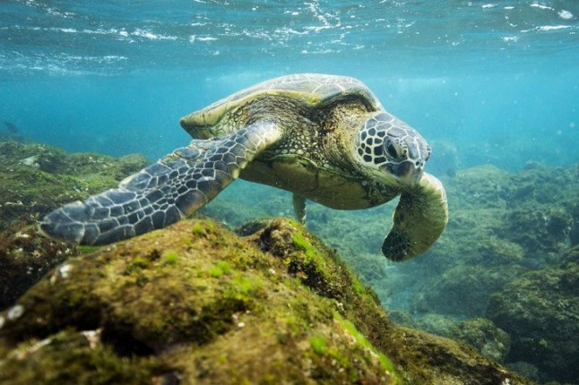 El cambio climático provoca la feminización de las tortugas