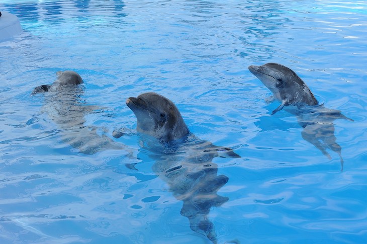 Día Mundial de los Delfines en Cautiverio 2021
