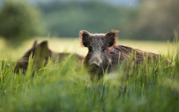 Pillados dos furtivos en San Román (Valladolid) cuando se disponían a cazar jabalíes de noche