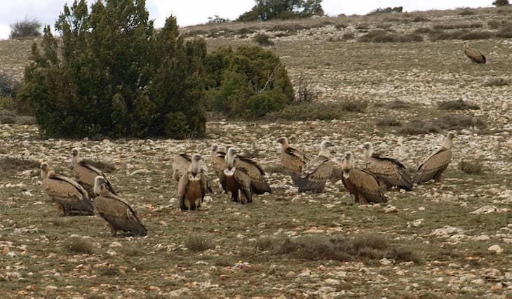 Aves carroñeras intoxicadas por barbitúricos