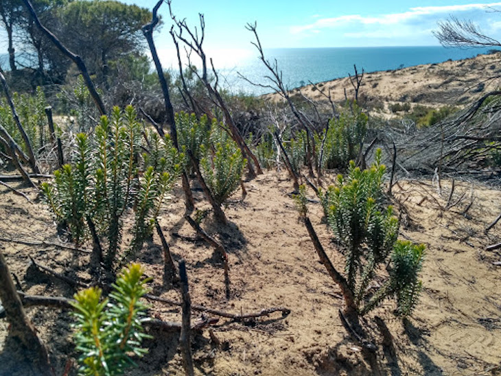Mega-contrato para la restauración de Doñana tras el incendio de 2017