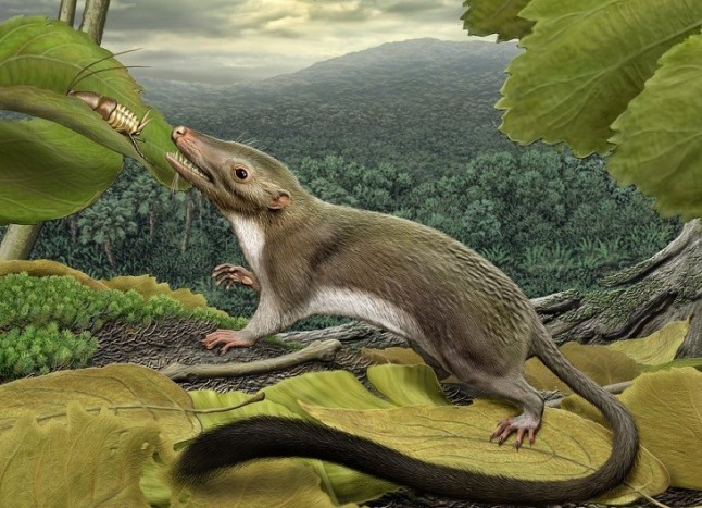 Los brazos únicos de los mamíferos surgieron antes de los dinosaurios