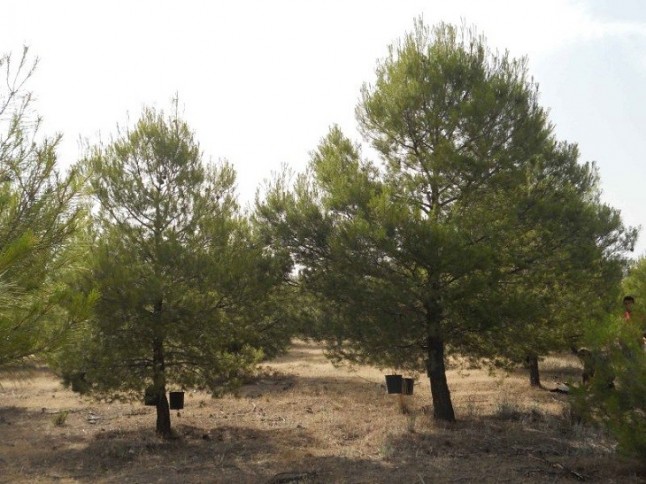 Un tratamiento aumenta la capacidad de adaptación de los árboles frente al cambio climático