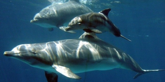 Los lobbies internacionales de zoos y acuarios blanquean su oscuro funcionamiento