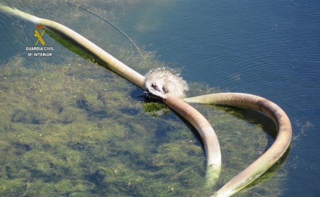Rescatado un tejón atrapado en una balsa de riego en El Saucejo (Sevilla)