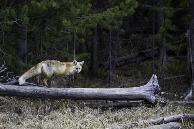 La senadora Angustia