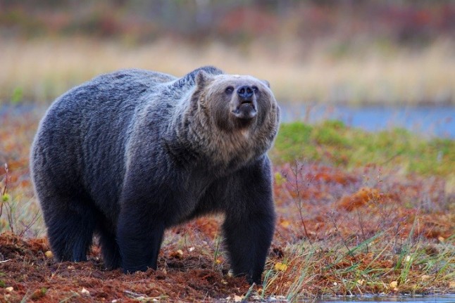 La población de osos se va recuperando en Castilla y León