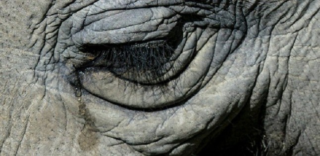 El dolor y la risa de los animales