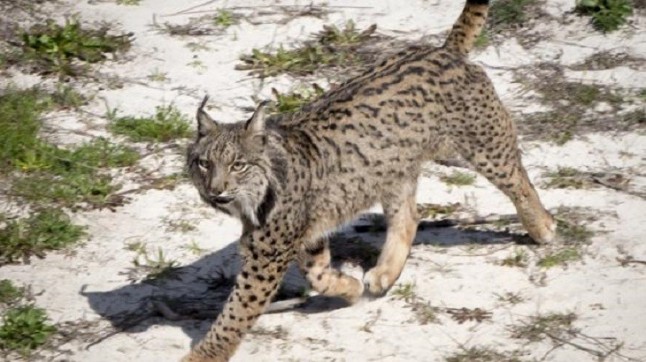 Ya son 14 los ejemplares de lince ibérico atropellados en lo que va de año