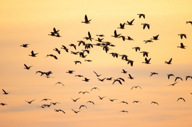 Expertos del CIMA de Tarifa (Cádiz) estudian la transmisión de enfermedades a través de aves migratorias