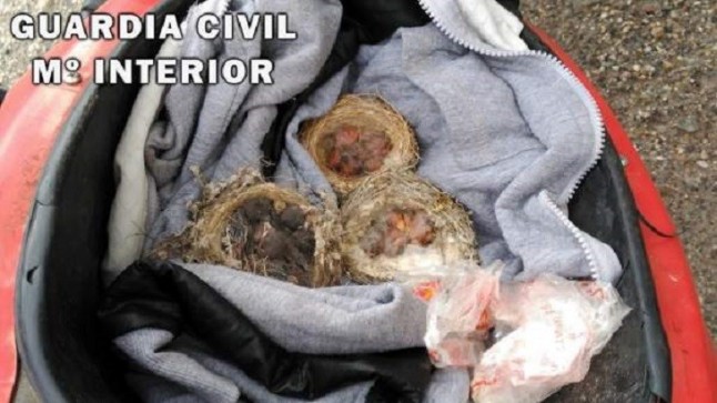 Intervenidas un total de 13 crías de fringílidas en sus nidos en la A-1100 en Tabernas (Almería)