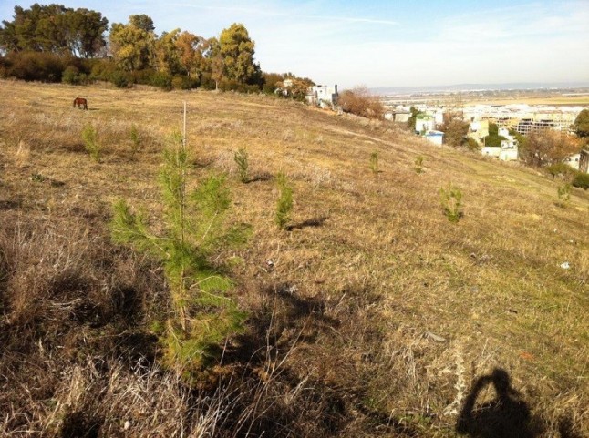 Reforestando el Carambolo como nuevo pulmón verde del Aljarafe