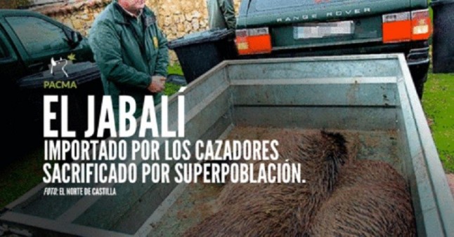 El jabalí es uno de los animales más perseguidos en España