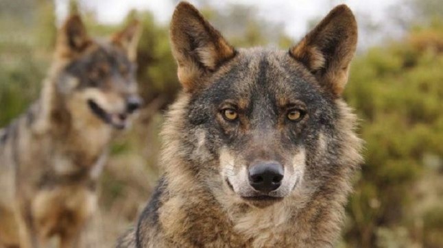 El TSJCyL mantiene cautelarmente la paralización de la caza del lobo