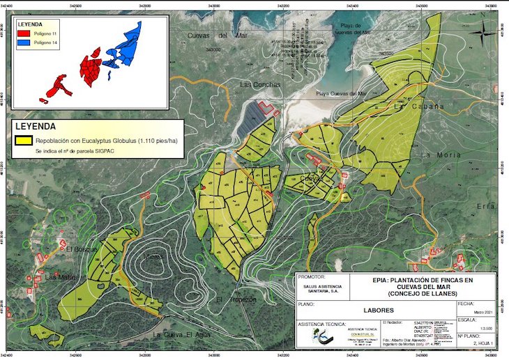 Plantación de eucalipto en Cuevas del Mar  (Cantabria)