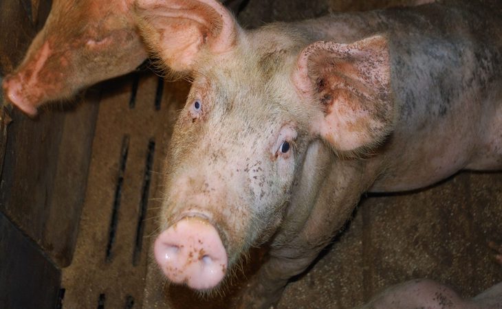 Entregadas a la comisión europea 1