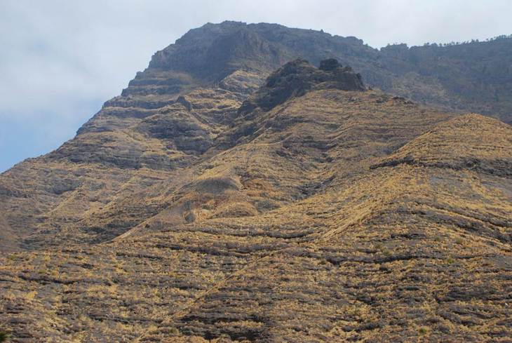 El voluntariado ambiental considera lamentable y preocupante la posición del Cabildo de Gran Canaria con respecto al rabo de gato.