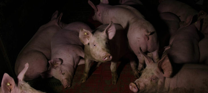 realmente es imprescindible la publicidad de la carne ‘insostenible