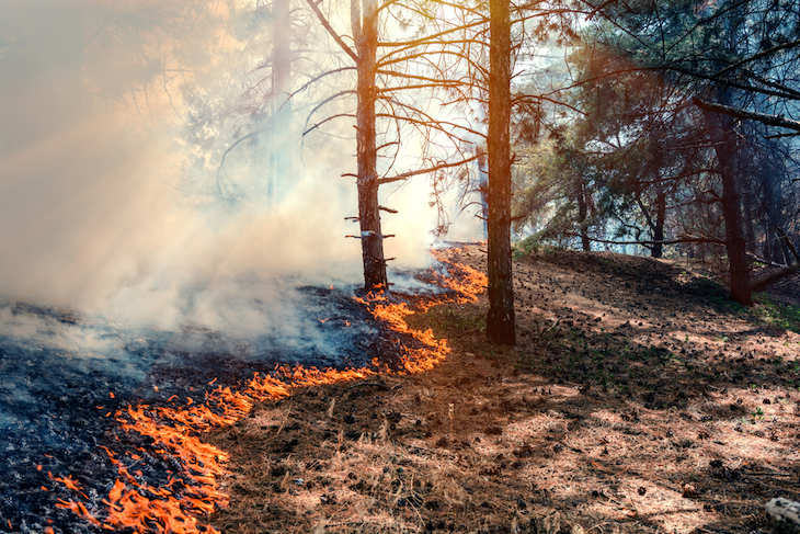 Los incendios forestales en el Planeta fueron ‘devastadores’
