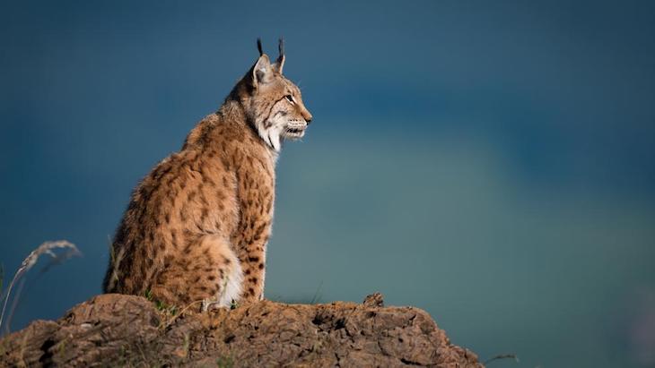 Proyecto Life Lynx Connect para evitar atropellos de linces ibéricos