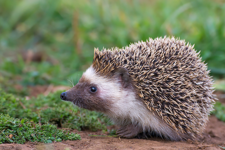 Cazaban erizos comunes en Toledo