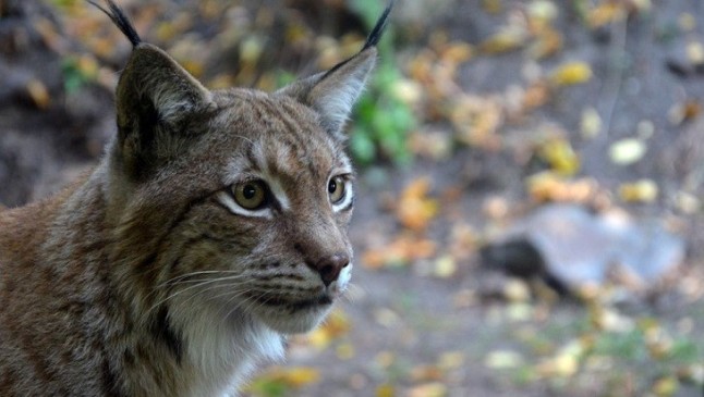 Un ejemplar de lince ibérico capturado en Barcelona permanecerá en el CREA de Granada a la espera de análisis
