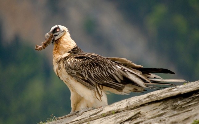 El quebrantahuesos se afianza en Picos de Europa