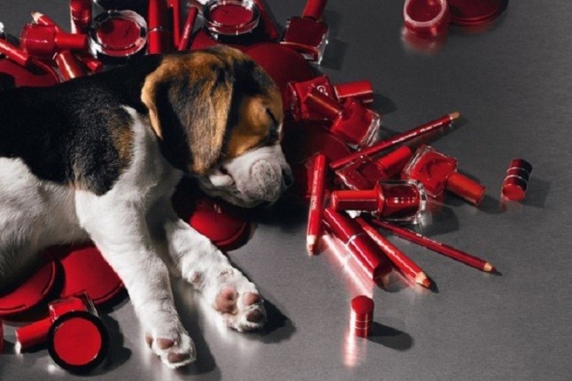 La vomitiva experimentación cosmética en animales tiene los días contados