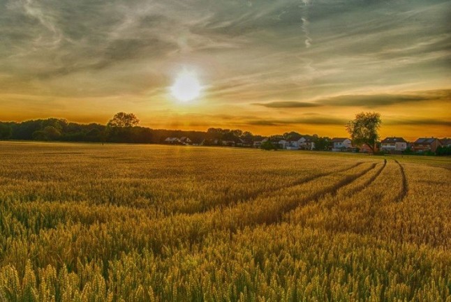 En los próximos 30 años seremos capaces de alimentar al mundo sin destruirlo